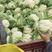 【荐】松花菜，武山菜花大量上市颜色乳白一手货源可对接商超