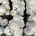 【荐】松花菜，武山菜花大量上市颜色乳白一手货源可对接商超