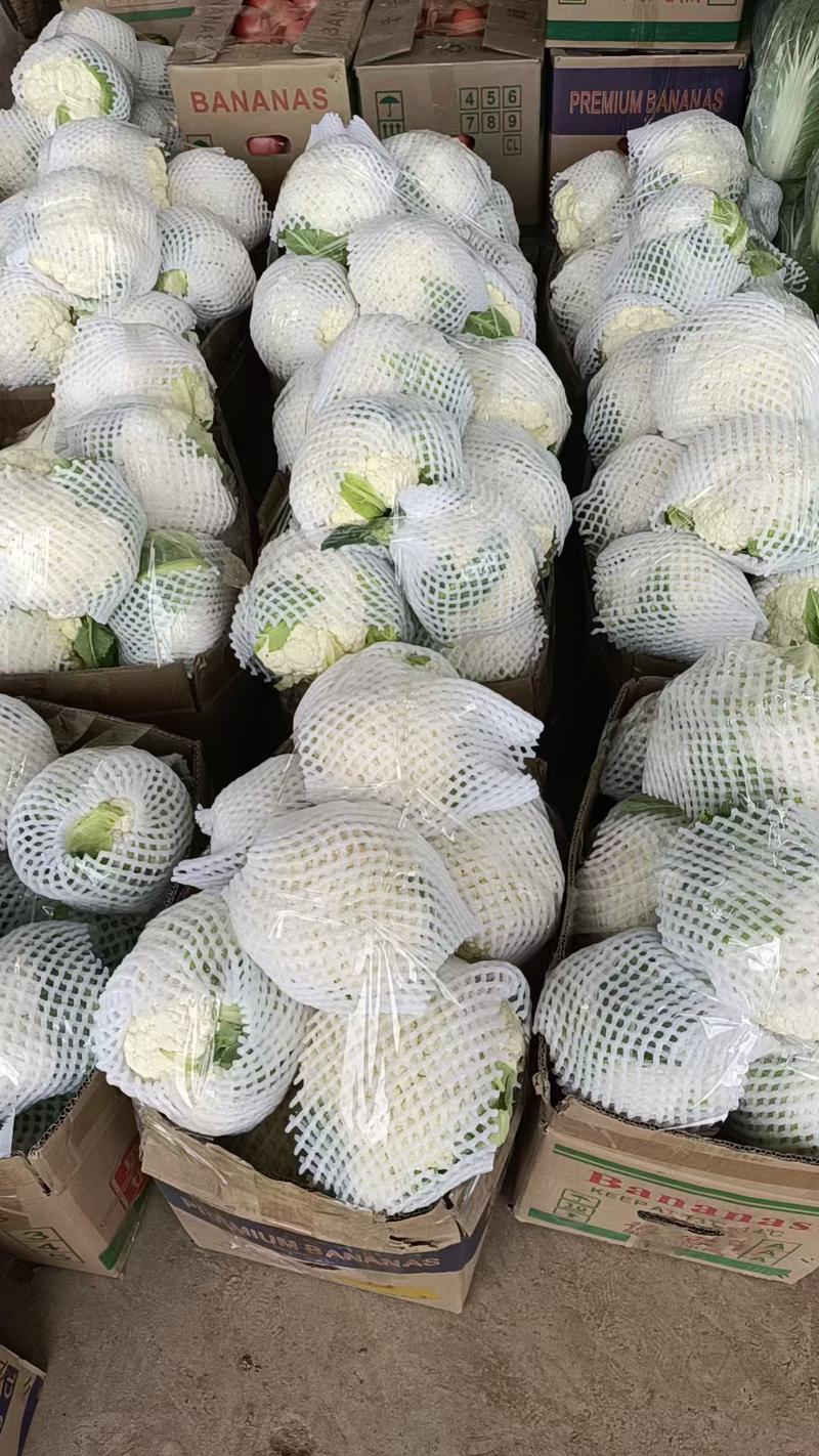 【荐】松花菜，武山菜花大量上市颜色乳白一手货源可对接商超