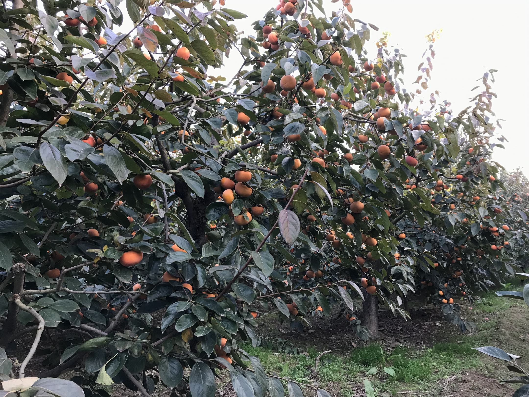 脆柿冬季涂白防护