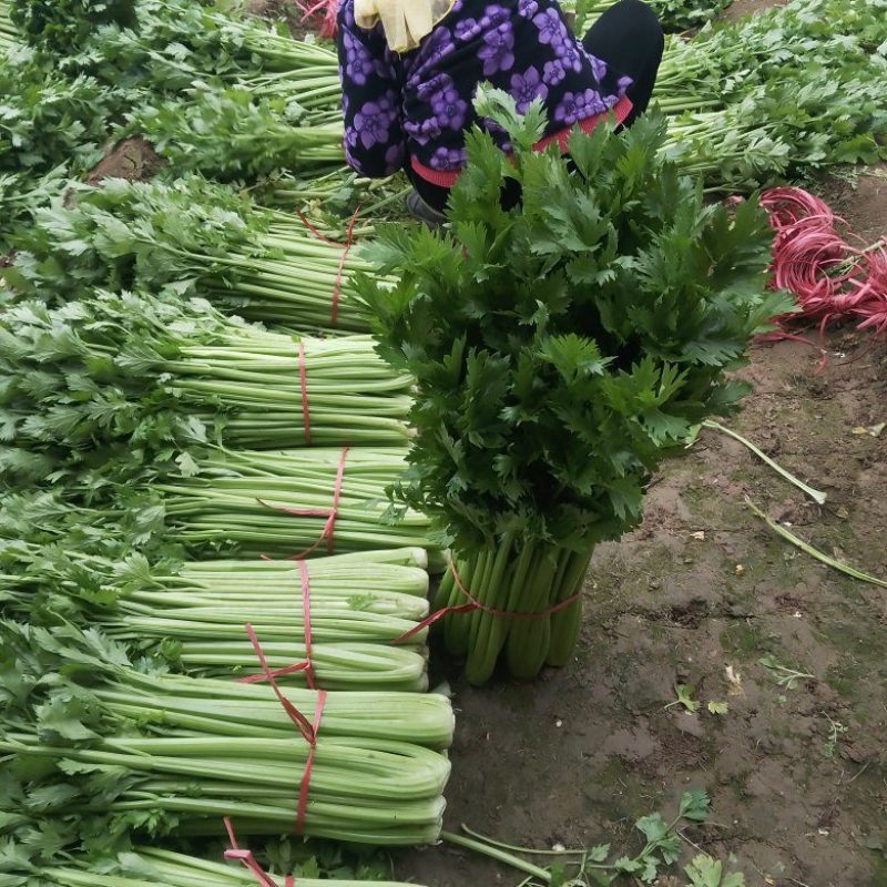 优质西芹大量上市品种有法国皇后渮兰