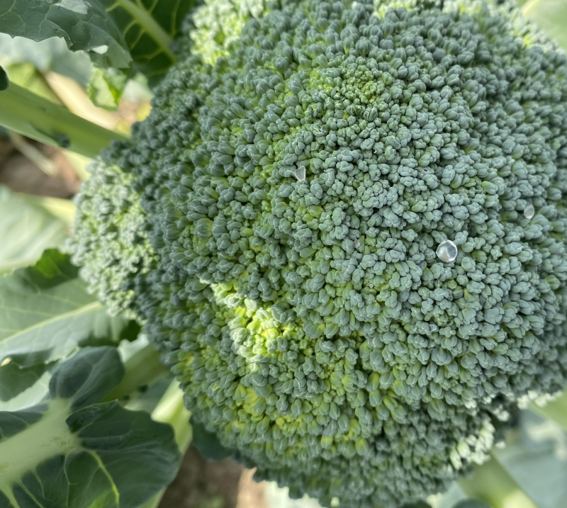 西蓝花大量上市现采现发