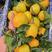 湖北纽荷尔脐橙大量上市产地直供一手货源口感香甜