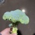 西蓝花大量上市现采现发