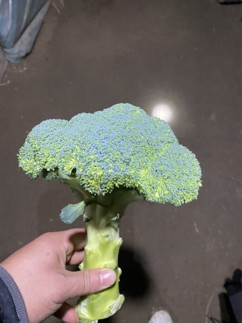 西蓝花大量上市现采现发