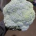 西蓝花大量上市现采现发