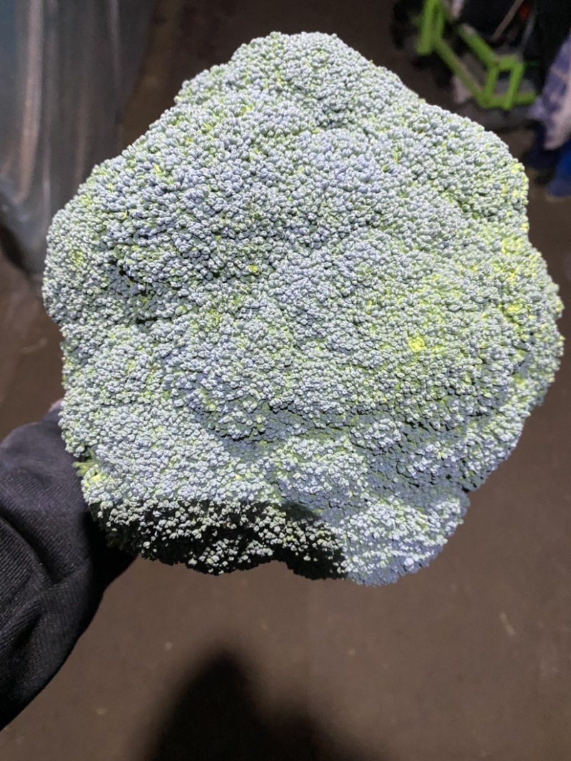 西蓝花大量上市现采现发