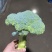 西蓝花大量上市现采现发