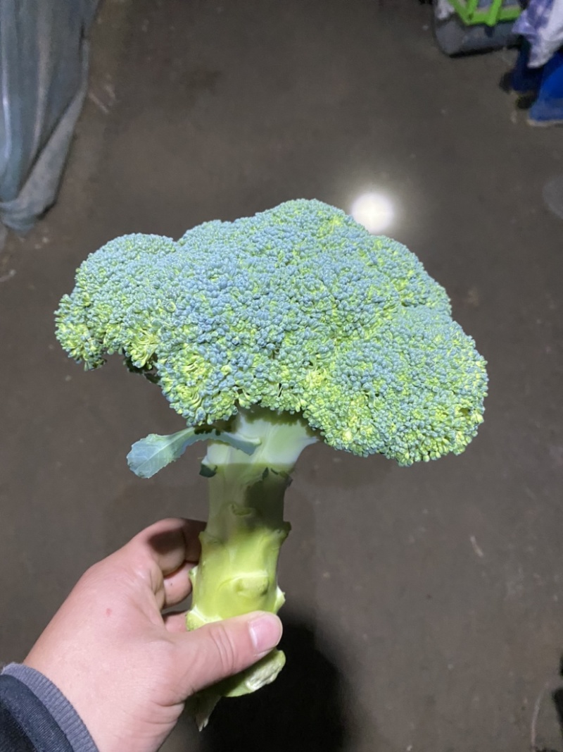 西蓝花大量上市现采现发