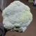 西蓝花大量上市现采现发