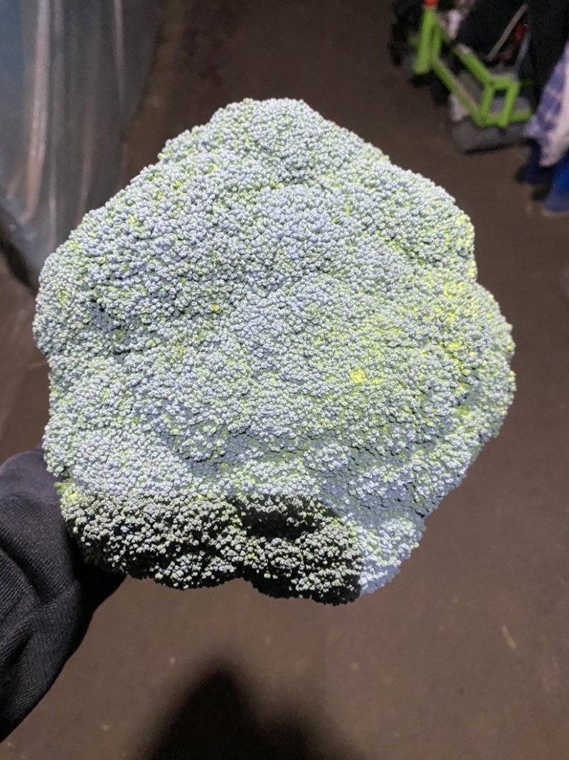 西蓝花大量上市现采现发