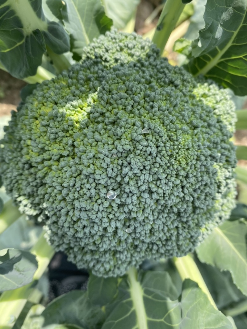 西蓝花大量上市现采现发