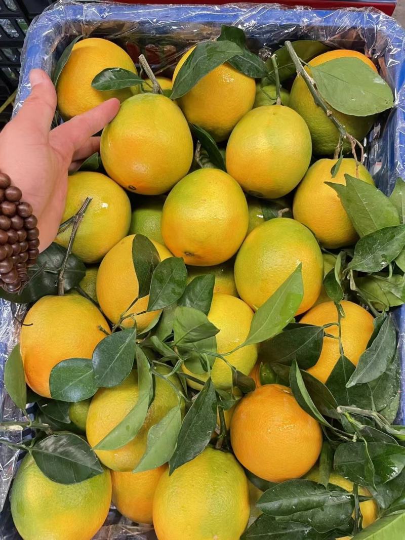 湖北纽荷尔脐橙大量上市产地直供一手货源口感香甜
