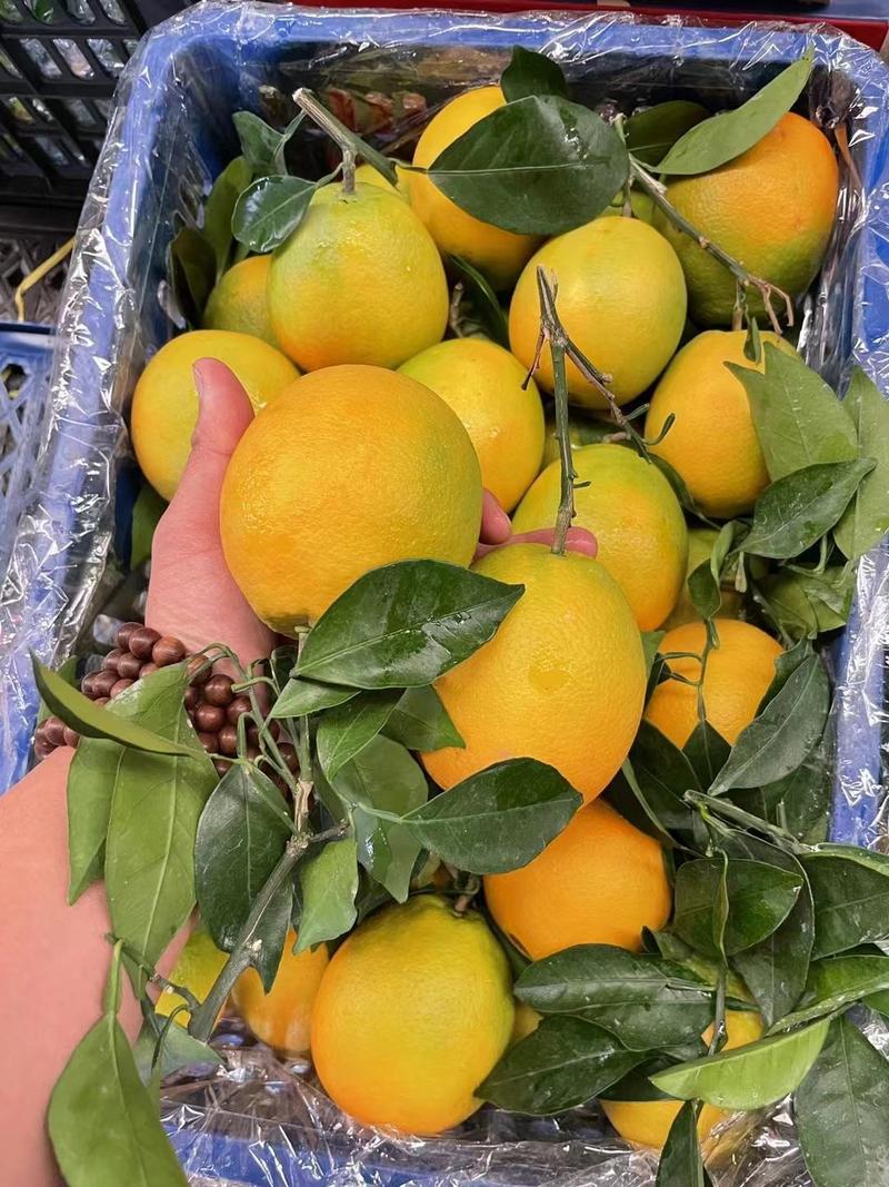 湖北纽荷尔脐橙大量上市产地直供一手货源口感香甜