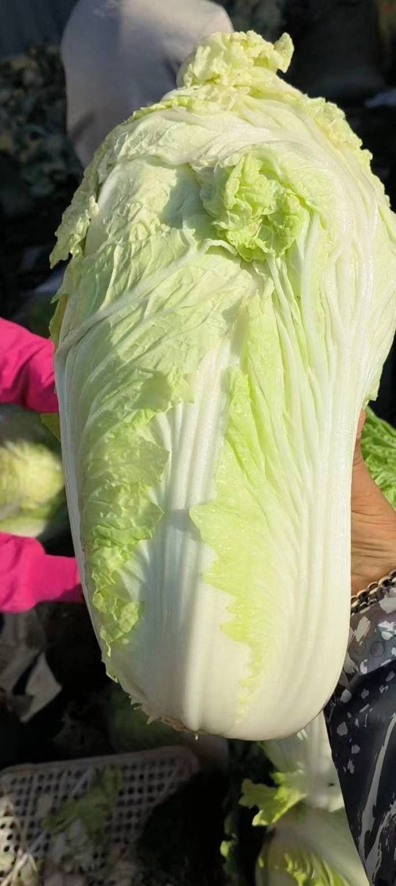 【推荐】大白菜大量上市，市场货，电商货，有需要的联系我
