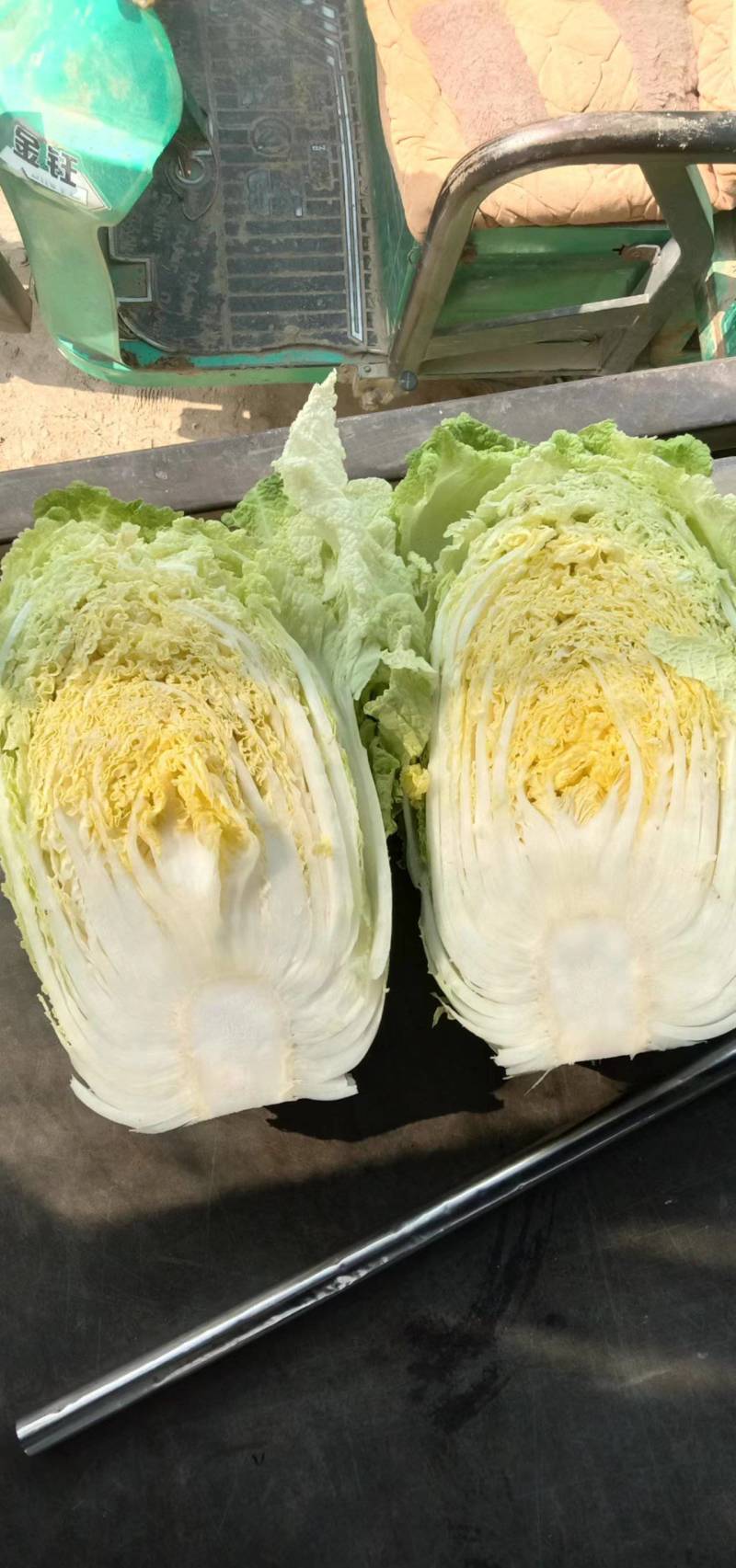 【推荐】大白菜大量上市，市场货，电商货，有需要的联系我