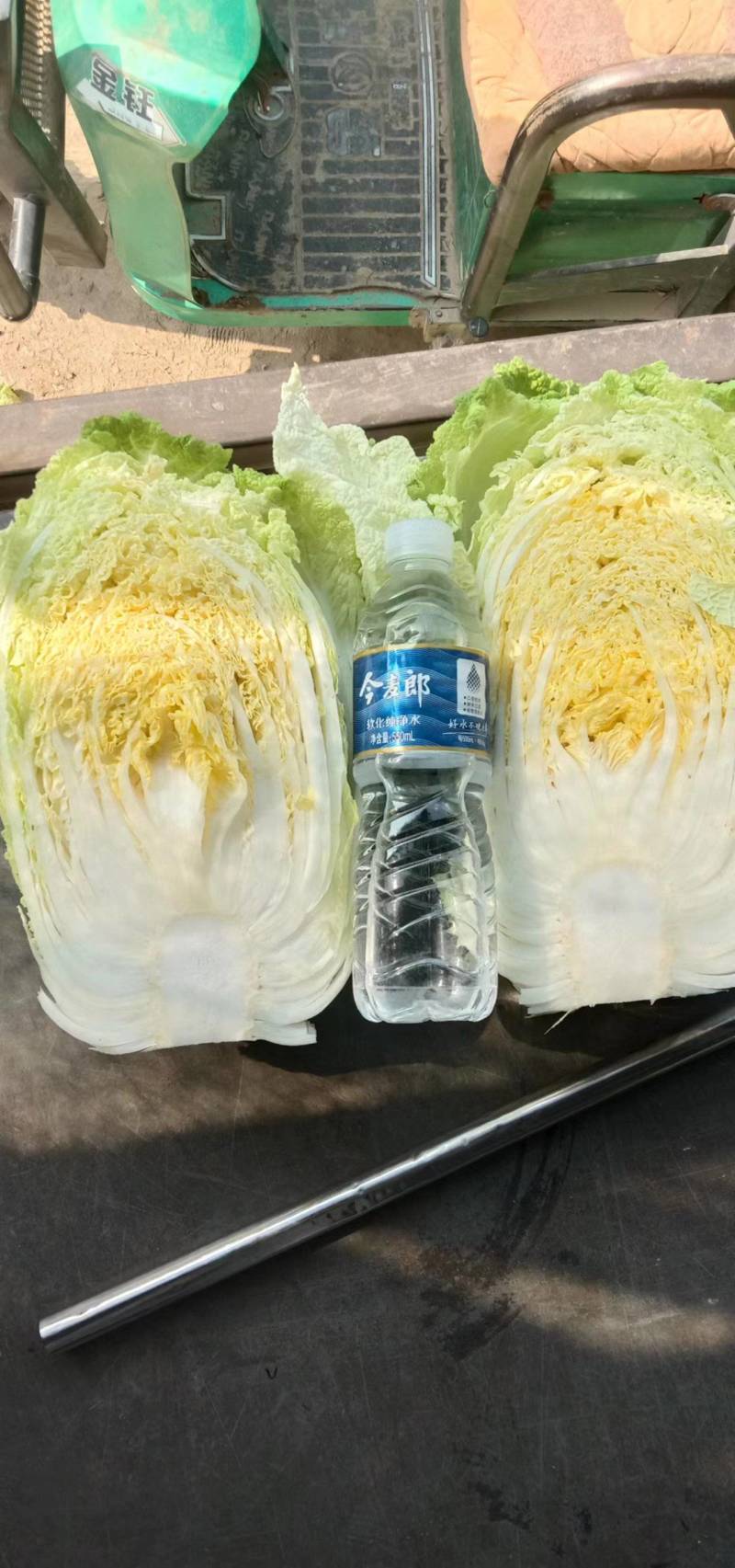 【推荐】大白菜大量上市，市场货，电商货，有需要的联系我