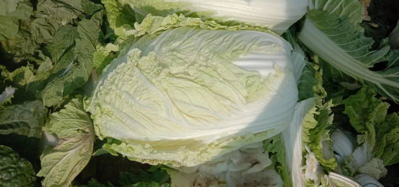 【推荐】大白菜大量上市，市场货，电商货，有需要的联系我