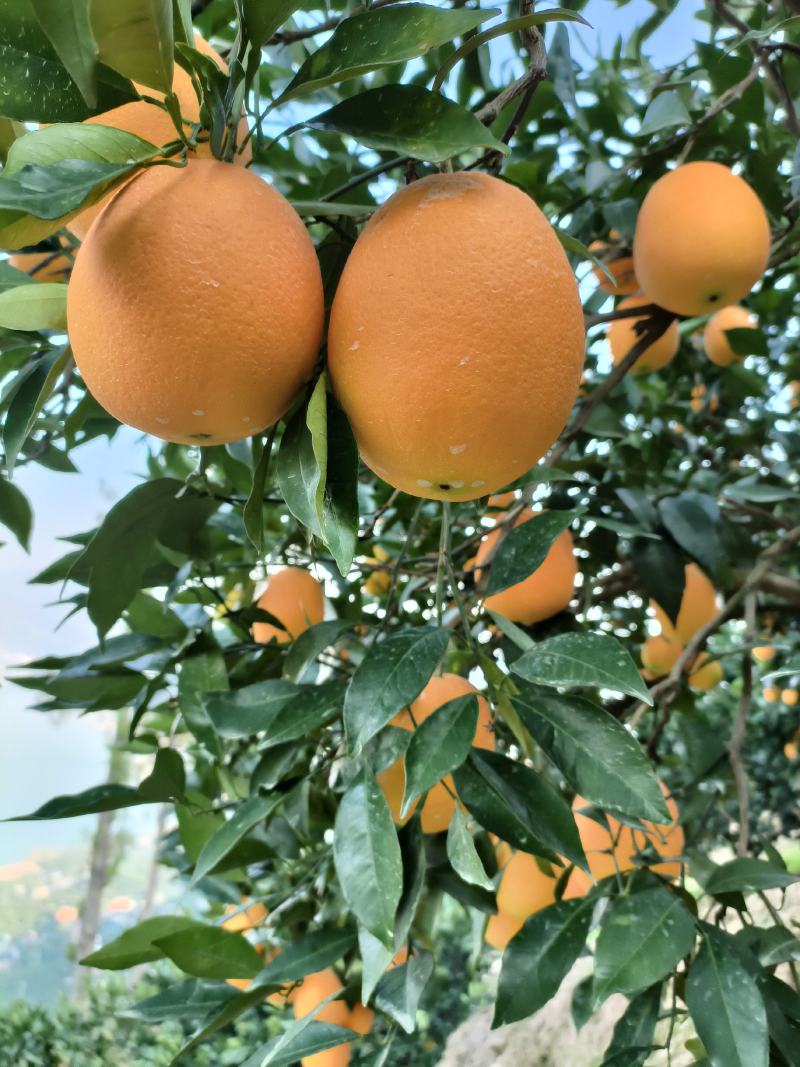 湖北秭归脐橙之乡。长虹个大皮薄。口感香甜。（精品货）