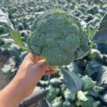 精品西蓝花万亩基地产地直供保证质量货源充足