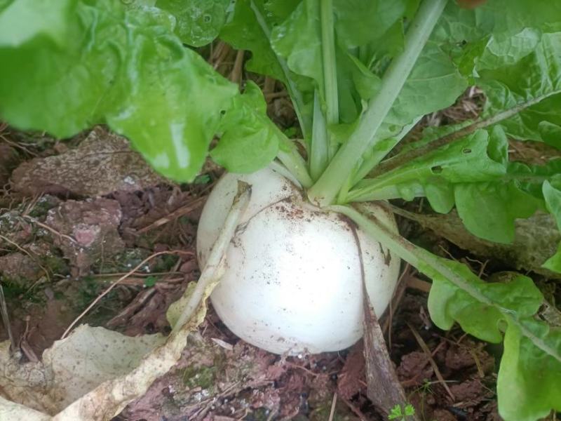 8两起，大量出货