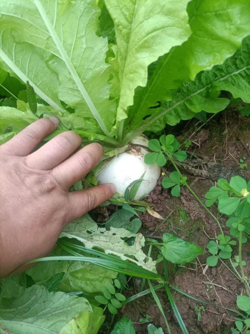 8两起，大量出货
