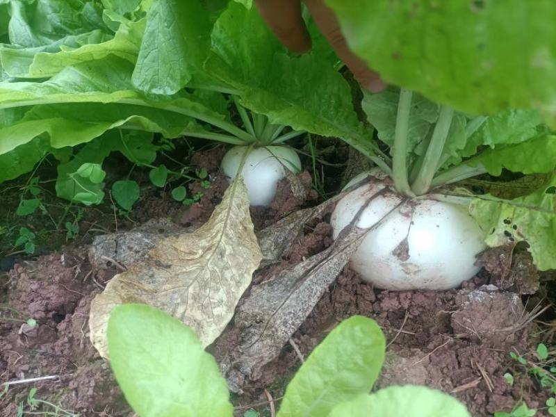 8两起，大量出货