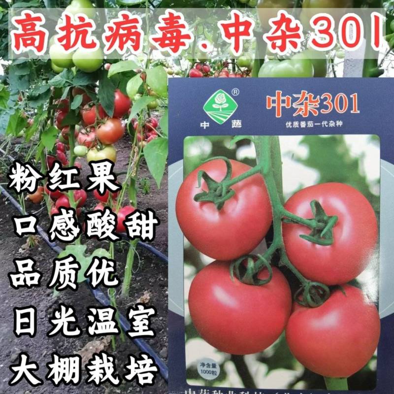 中蔬中杂103番茄种子粉红果抗TY病毒酸甜西红柿种