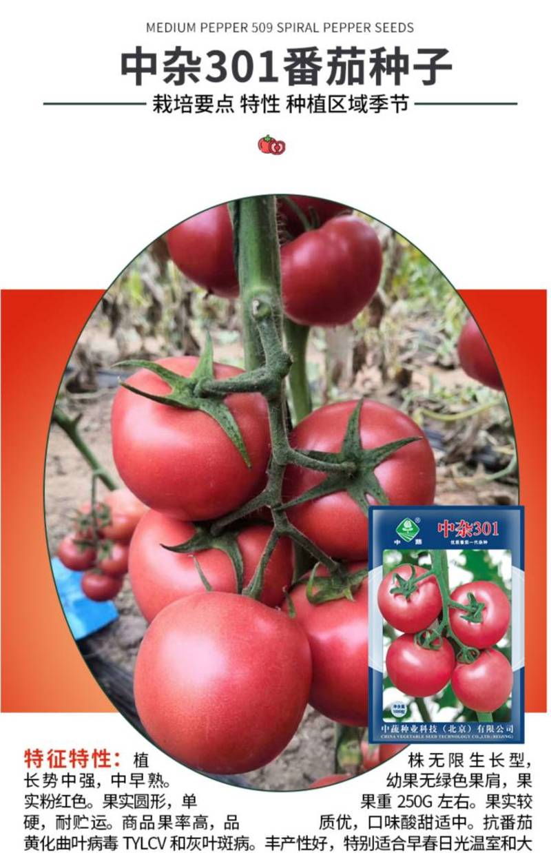 中蔬中杂103番茄种子粉红果抗TY病毒酸甜西红柿种