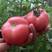 中蔬中杂103番茄种子粉红果抗TY病毒酸甜西红柿种