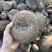红藤圆叶山乌龟