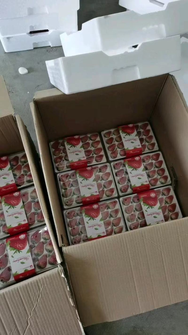 【精品】宁玉草莓，欢迎社区团购，电商，批发商前来合作。