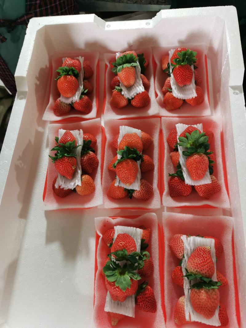 【精品】宁玉草莓，欢迎社区团购，电商，批发商前来合作。