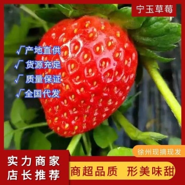 【实力】宁玉草莓，欢迎社区团购，电商，批发商前来合作。