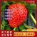 【实力】宁玉草莓，欢迎社区团购，电商，批发商前来合作。