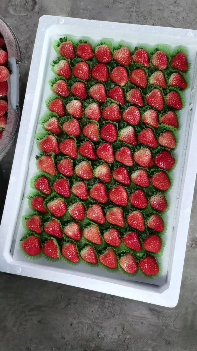 【精品】妙香草莓，欢迎社区团购，电商，批发商前来合作。