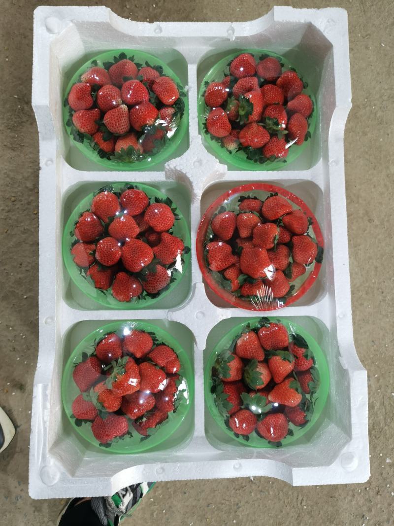 【精品】奶油草莓，欢迎社区团购，电商，批发商前来合作。
