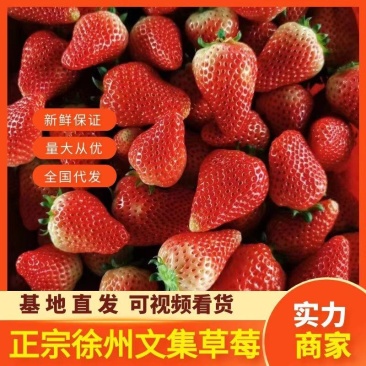 【精品】奶油草莓，欢迎社区团购，电商，批发商前来合作。