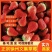 【精品】奶油草莓，欢迎社区团购，电商，批发商前来合作。