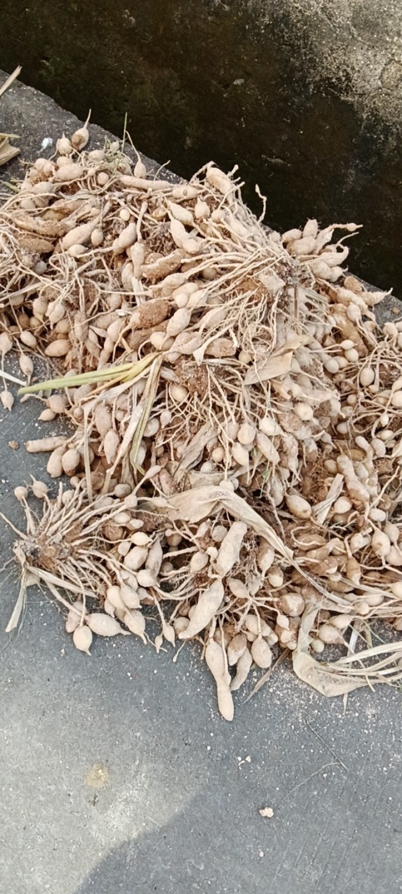 荒地种植药用莪术个头大面积广