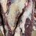 牛燕翅骨肉多价格实惠质量保证质量如图