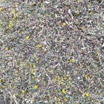 供应野菊花、野菊花杆、野菊花杆饮片