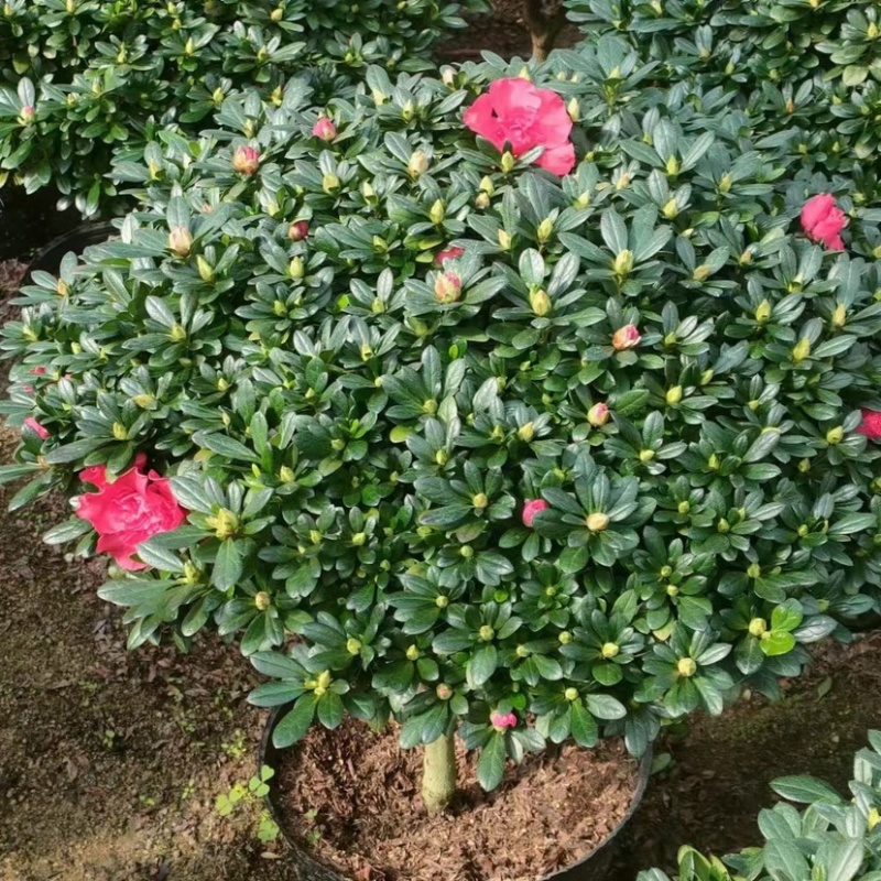 红杜鹃各种规格基地批发可视频看货