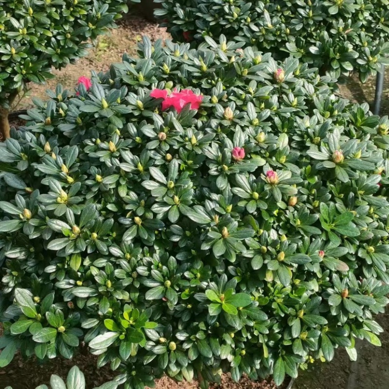 红杜鹃各种规格基地批发可视频看货