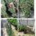 红杜鹃各种规格基地批发可视频看货