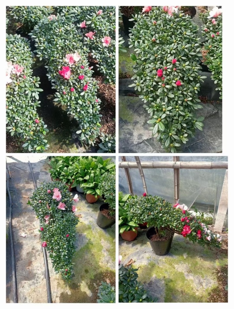 红杜鹃各种规格基地批发可视频看货