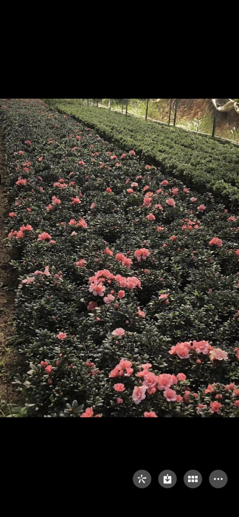 红杜鹃各种规格基地批发可视频看货