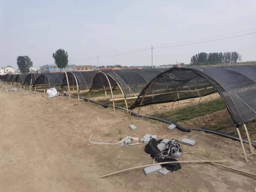 华南地区菜花夏季栽培使用遮阳网降低地温,防止叶片灼伤 菜花夏季栽培遮阳管理