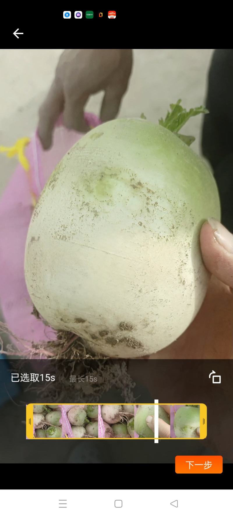 红心萝卜，水果萝卜，青萝卜791，白萝卜，货量大