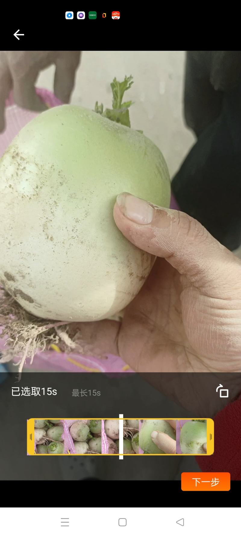 红心萝卜，水果萝卜，青萝卜791，白萝卜，货量大